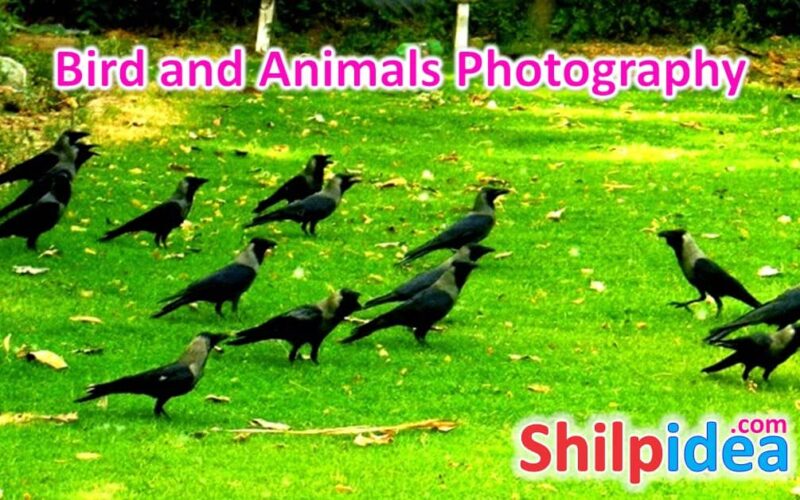 animals-photography-ideas-shilpidea