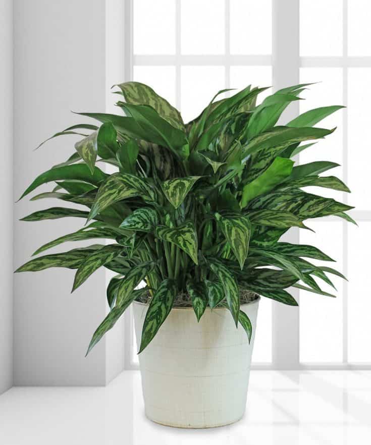 0116_chinese-evergreen-plant-shilpidea_4