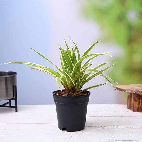 0116_chlorophytum-spider-plant-low-light-houseplants-shilpidea_20