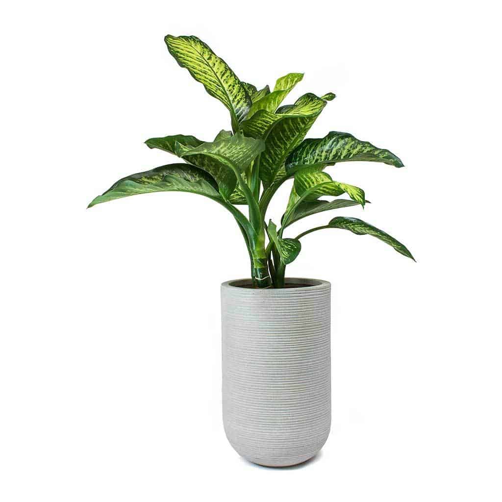 0116_dumb-cane-plant-shilpidea_2