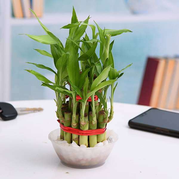 0116_lucky-bamboo-plant-shilpidea_13