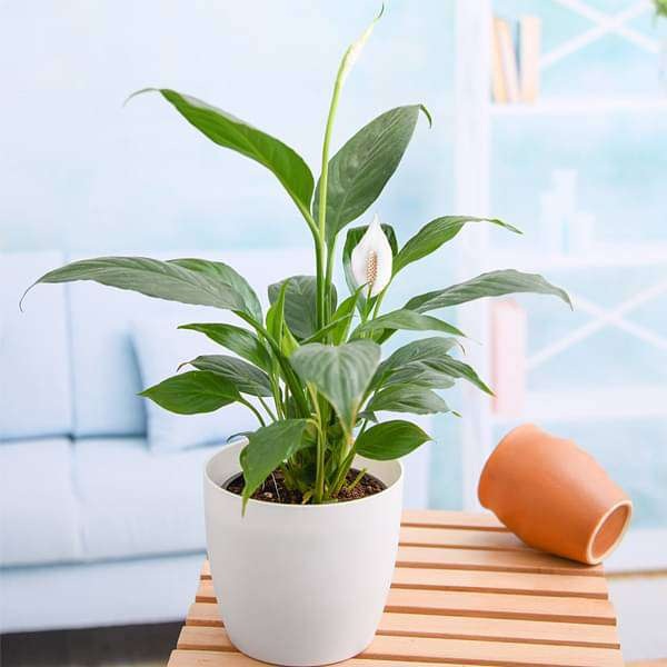 0116_peace-lily-low-light-houseplants-shilpidea_16