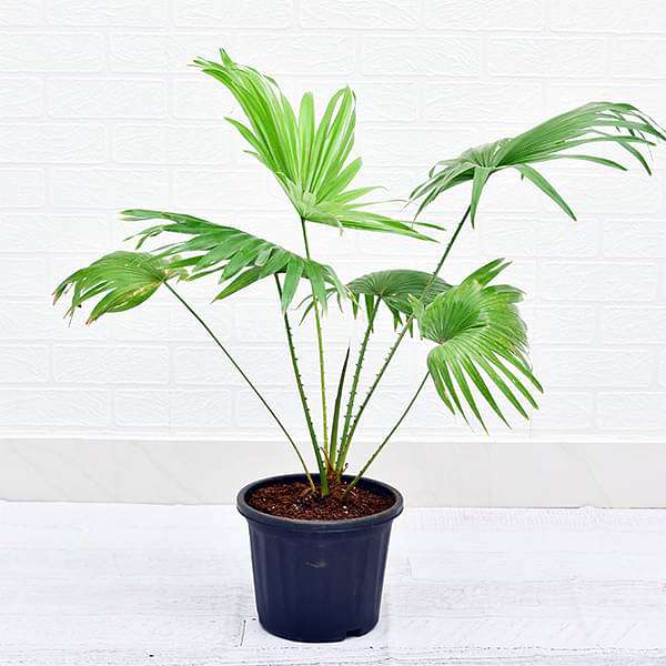 0116_umbrella-palm-low-light-houseplants-shilpidea_21