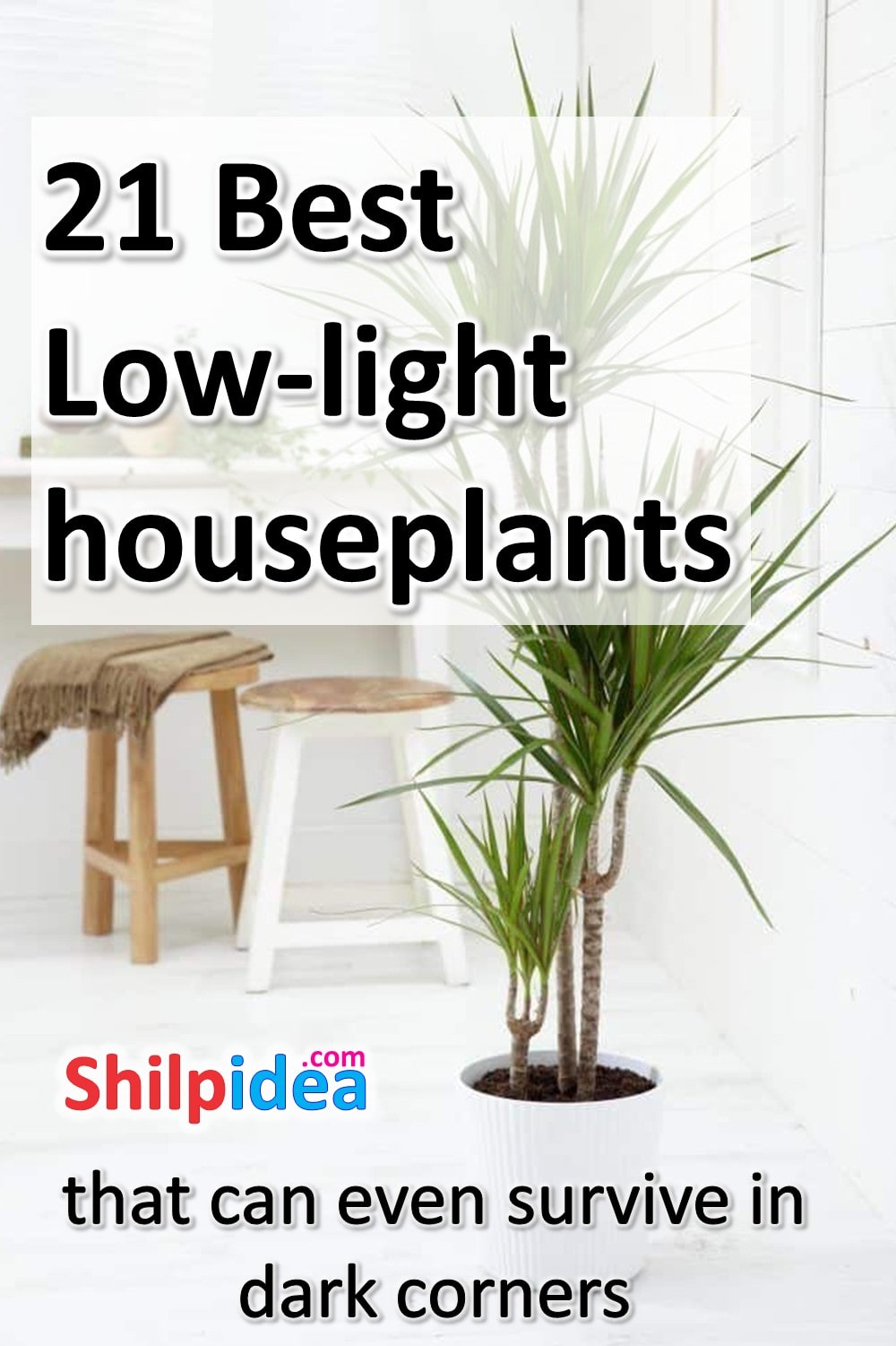 best-low-lights-houseplants-shilpidea-pin