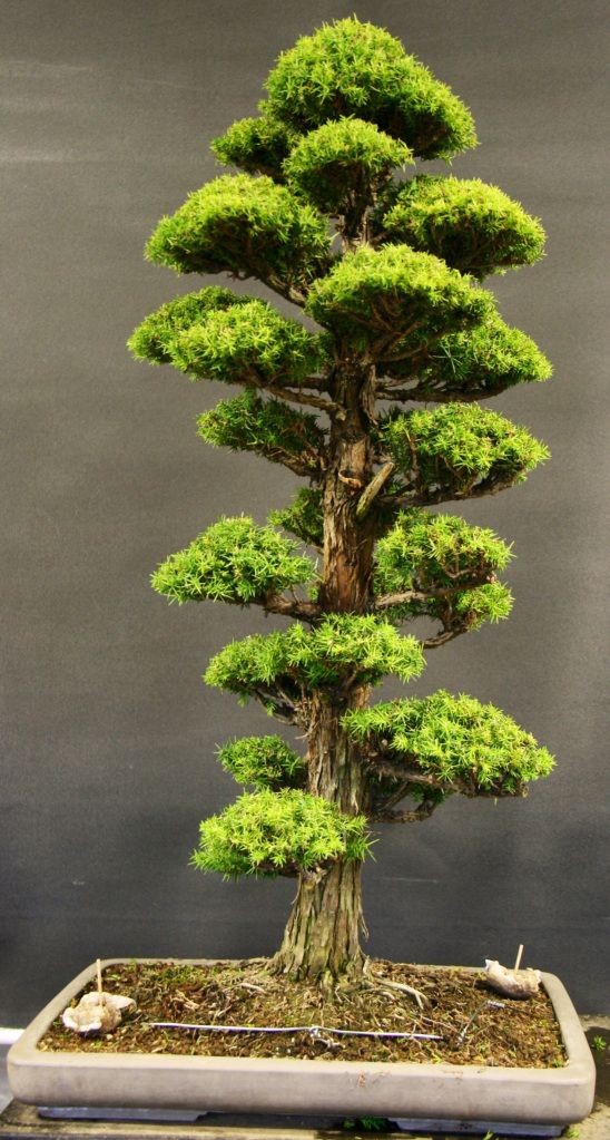 unique bonsai tree