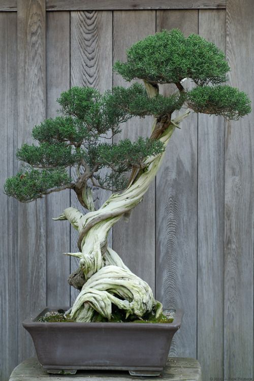 unique bonsai tree