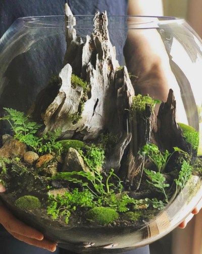 unique ideas for making terrariums