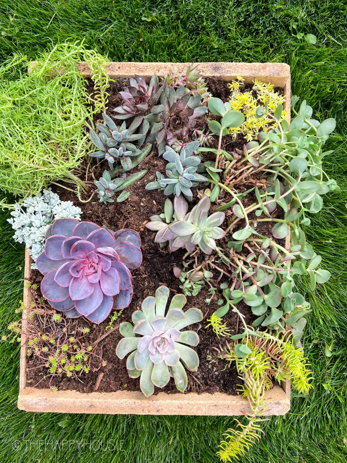 how to plant succulents