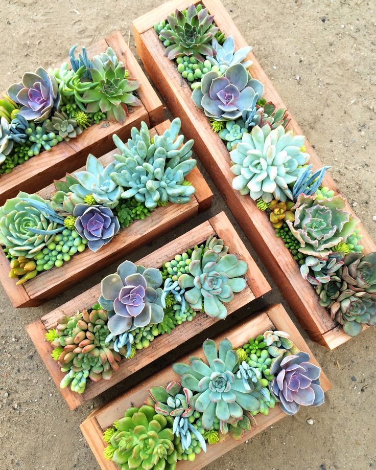 how to plant succulents