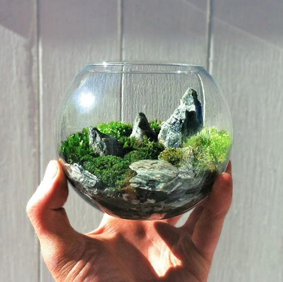 unique ideas for making terrariums