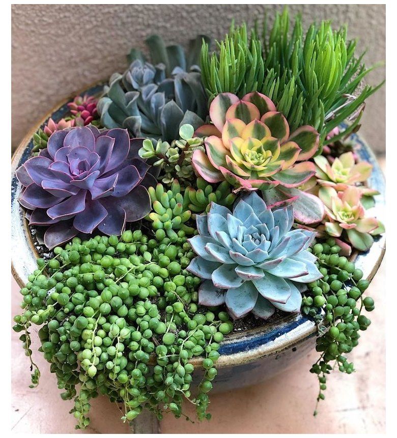 how to plant succulents