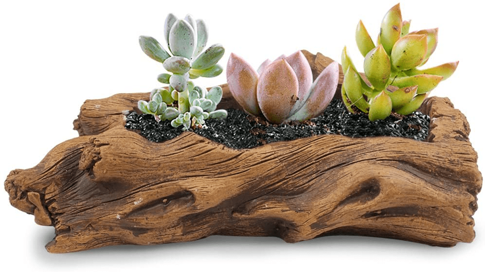 how to plant succulents