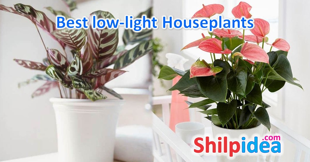 best-low-lights-houseplants-shilpidea