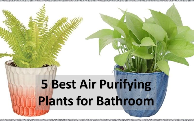 best-air-purifying-plants-shilpidea