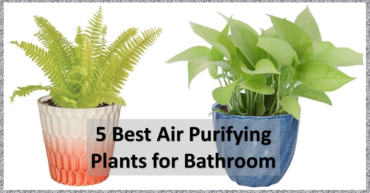 best-air-purifying-plants-shilpidea